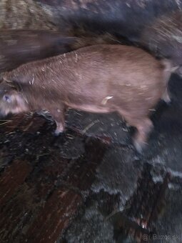 Odstavcata duroc durok x mangalica - 4