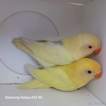 Agapornis fischer tyrkys decino - 4