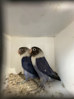 Agapornis škraboškový - 4