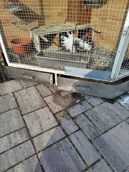 Voliera - klietka - 4