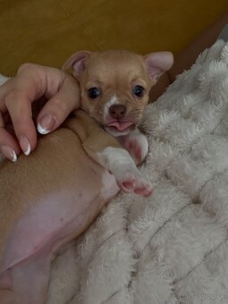 Šteniatko čivava - 4