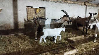 Kozy na chov alebo mäso - 4