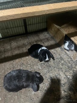 Zakrslé králiky - 4