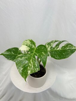 Monstera Deliciosa Albo variegata - 4