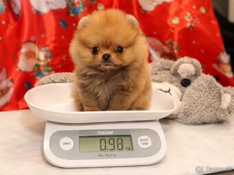 Pomeranian mini Boo - 4