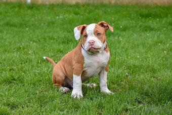 Psík American bully s pp na predaj - 4