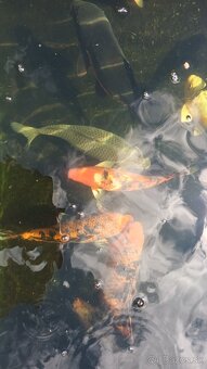 Koi kapre, japonske - 4