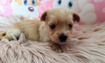 Golddust Yorkshire terrier - 4