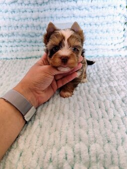 Choco, Chocolate Yorkshire terrier - 4