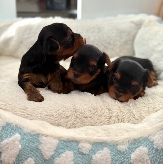 Yorkshire terrier, york - 4