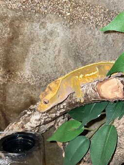 Tri pagekóny riasnaté-samec a dve samičky - 4