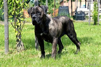 Cane Corso štěňata s FCI P - 4
