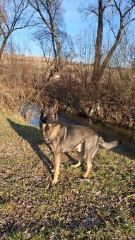 Nemecký x Belgický ovčiak - 4