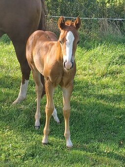 Klisnička Quarter horse - 4