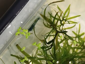 Predám mladé akváriové krevety – modré a hnedé - 4