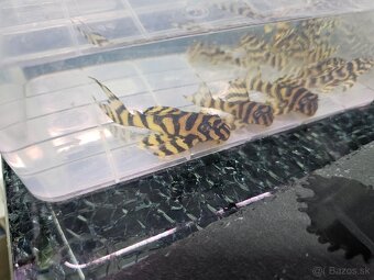 L 333 Gold line AAA - odchov - 4