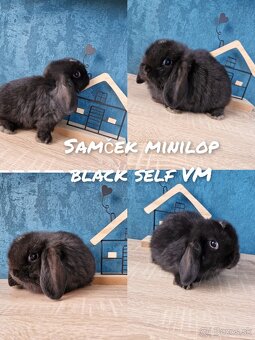 Minilop , zakrsly kralik, zajko - 4