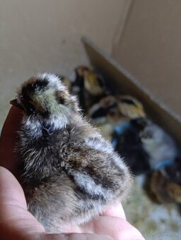 Kuriatka araucana,australorpka,hodvabnicky - 4