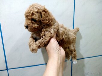 Pudel Pudlik Toy - 4