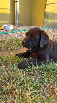 Labrador s PP žlté a čierne šteniatka - 4