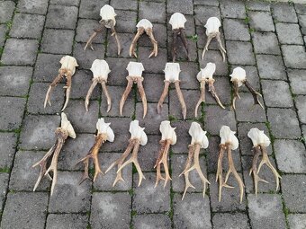 Srnčie trofeje parohy - 4