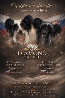 Čínsky chocholatý pes s PP - 4