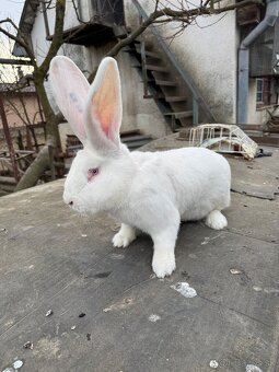 Belgický obor - čierny, albín - 4