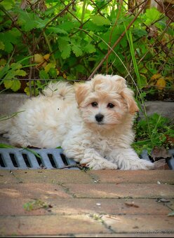 Maltipoo (malteze +Pudel = maltipoo) - 4