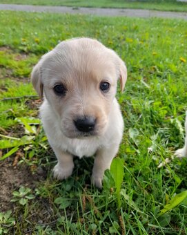 Labrador retriever - šteniatka bez PP - 4