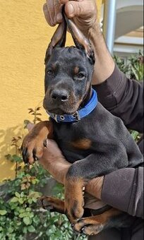 DOBERMAN ŠTENIATKA S FCI P.P - 4