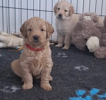 Goldendoodle - 4