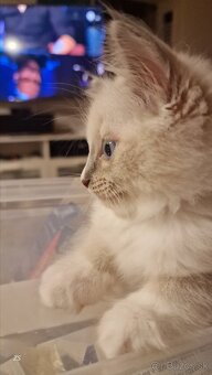 Ragdoll kocúrikovia:), s fliačikom na nošteku rezervovaný - 4