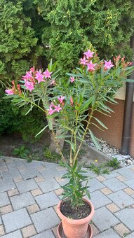 Krásny ružový Oleander - 4