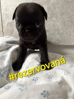 Predám šteniatka mops - 4