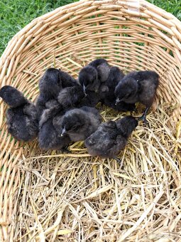 Kuriatka-Ayam cemani - 4