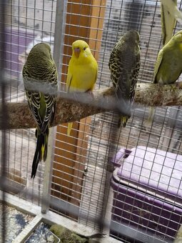 Predám andulky po polovystavnych rodičoch - 4