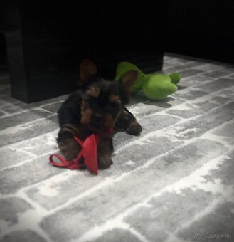 Yorkshirsky terier - 4