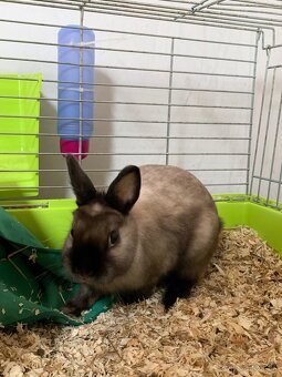 Darujem králička. - 4