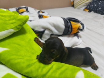 Trpaslíci jazvečík - 4