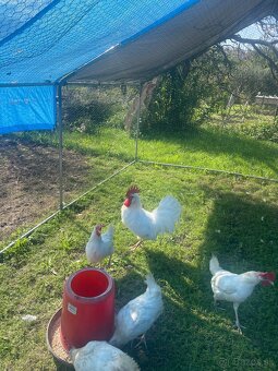 Slepačie vajíčka - 4