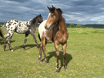 Ročná kobylka Appaloosa - 4