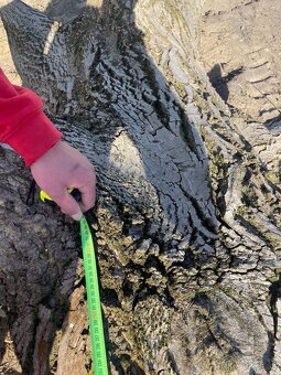 Na predaj – kvalitný kmeň orecha, priemer 90 cm, dĺžka 3,5m - 4