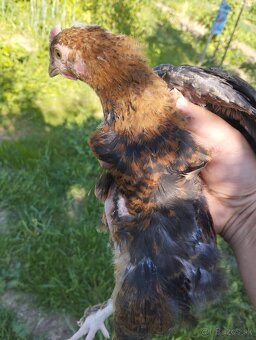 10 týždňové Sasex, Orpington, Faverolky,Marans - 4