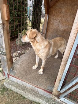 Labrador retriever - 4