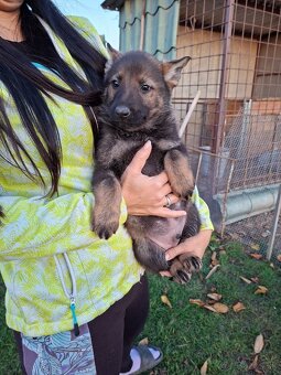 Nemecký ovčiak - 4