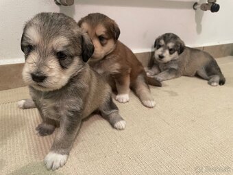 Hladame domov❤️ REZERVOVANE🤗 - 4