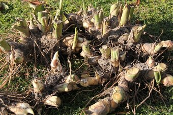 Kana indická - Canna indica - 4