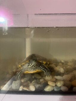 Predám akvárium. - 4