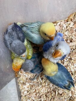 Rucne dokrmovane agapornisy fischer tyrkys opalin euwing - 4