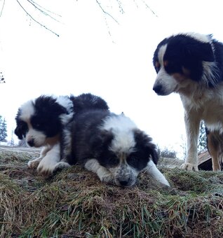 Darujem šteniatka - 4